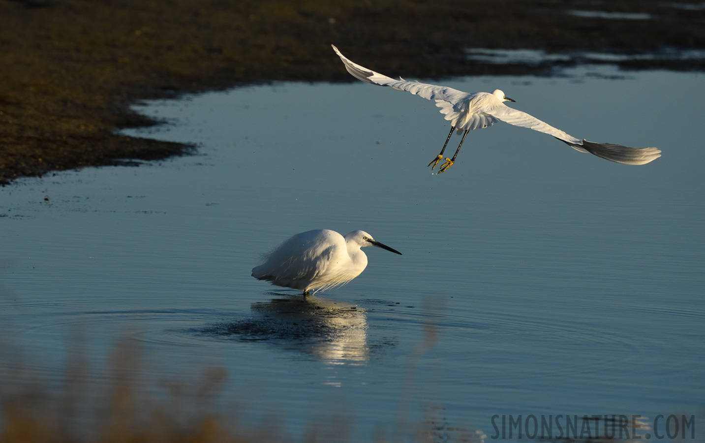 Egretta garzetta garzetta [400 mm, 1/4000 Sek. bei f / 9.0, ISO 1600]